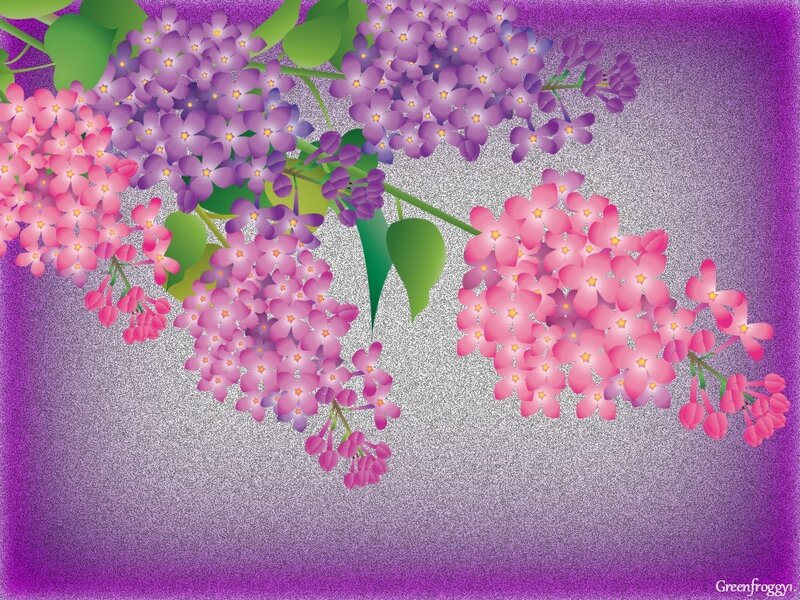 Purple and Pink Lilac Flowers