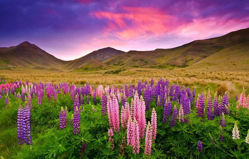 Purple and Pink Lupine Flowers — Dramatic