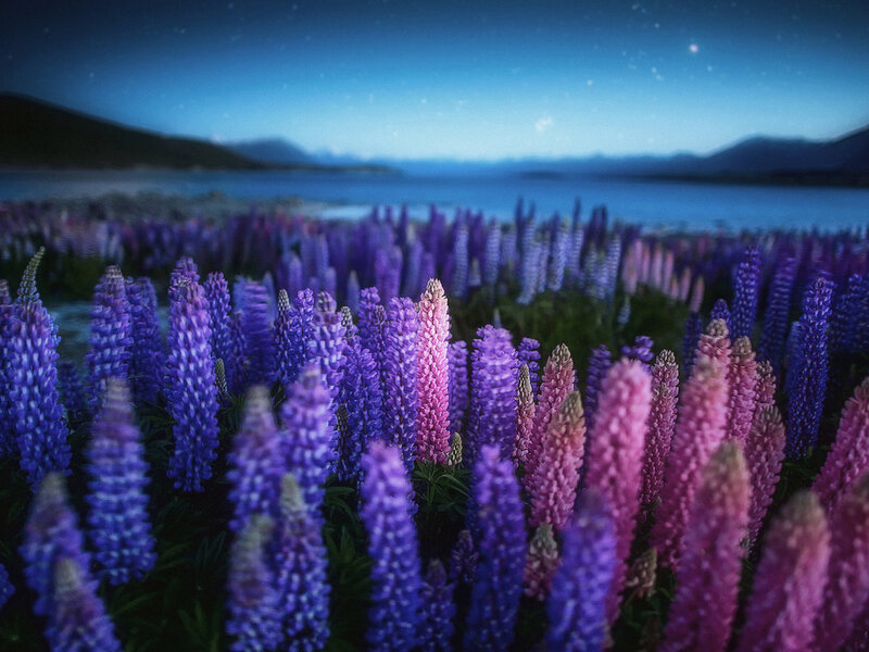 Purple and Pink Lupine Flowers — Serene