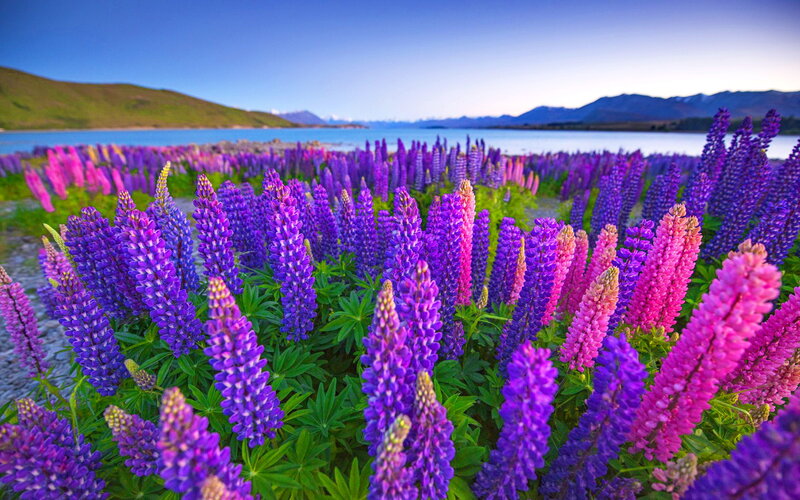 Purple and Pink Lupine Flowers
