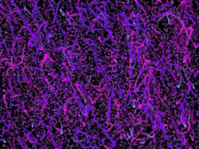Purple and Pink Network