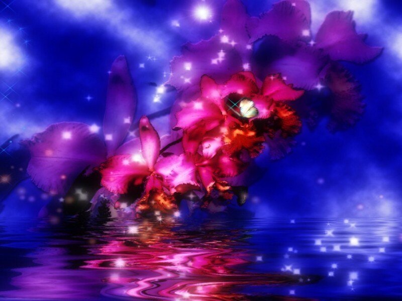 Purple and Pink Orchids