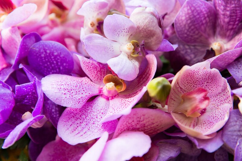 Purple and Pink Orchids — Vibrant, Photograph