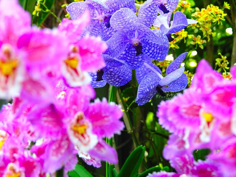 Purple and Pink Orchids — Vibrant