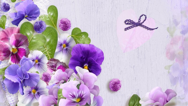 Purple and Pink Pansies — Calm