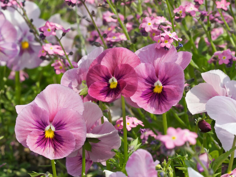 Purple and Pink Pansies — Serene, Spring