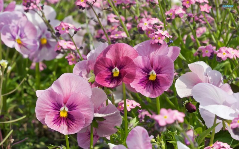 Purple and Pink Pansies — Serene