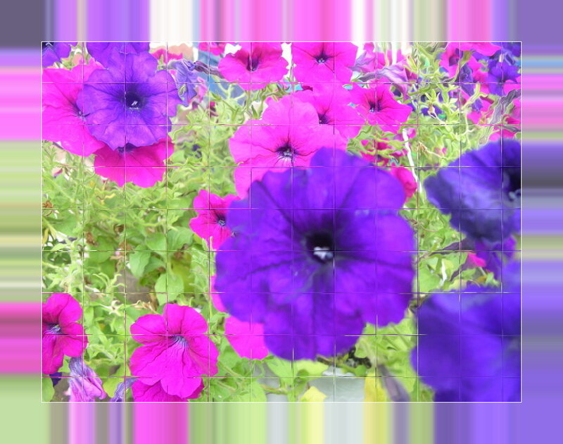 purple and pink petunia flowers
