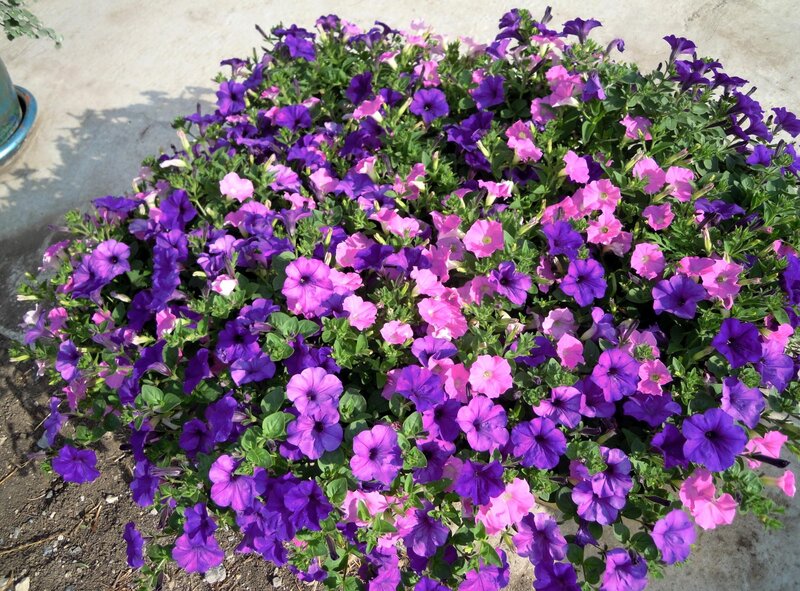 Purple and pink petunia flowers