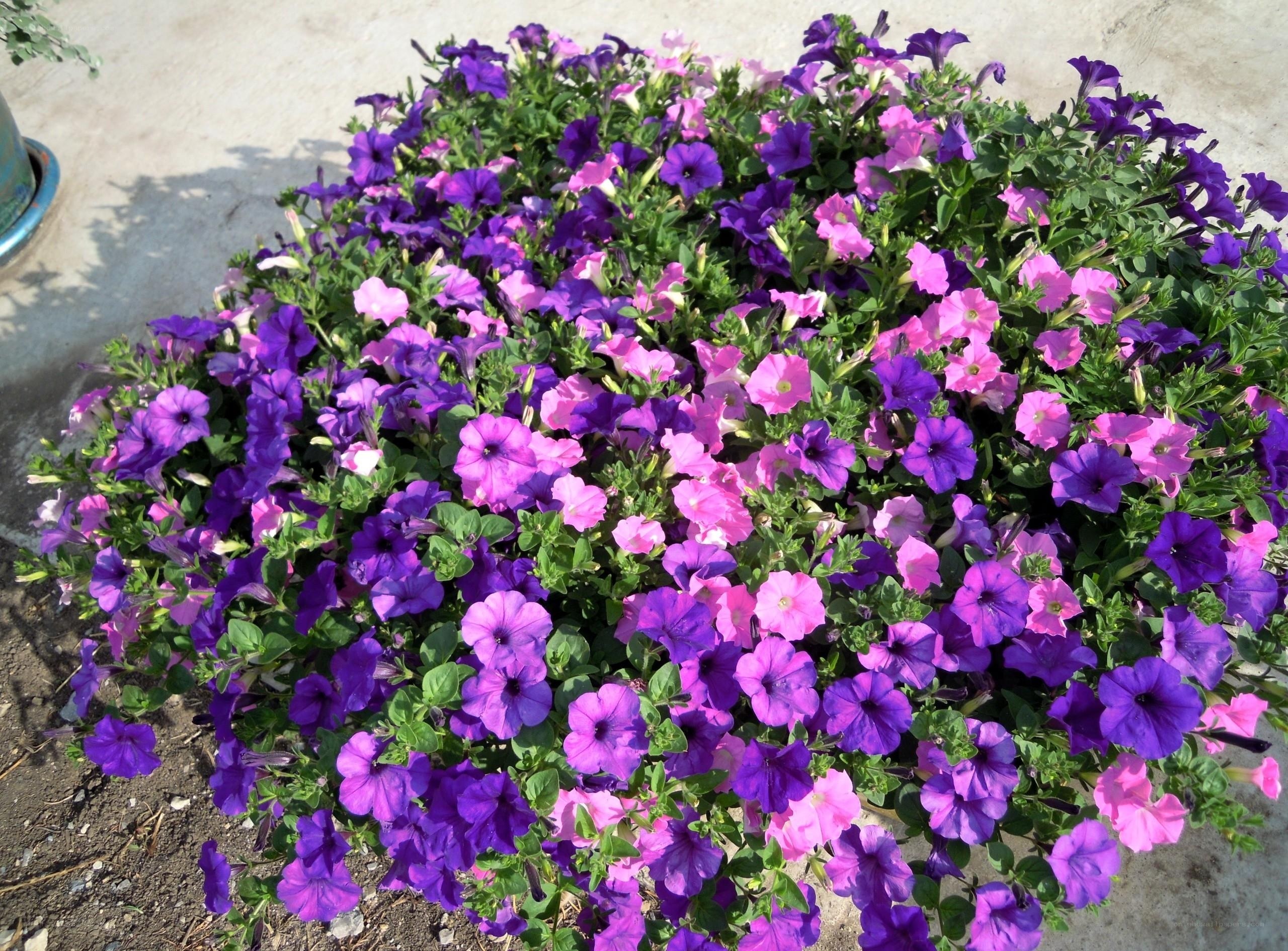 Purple and pink petunia flowers