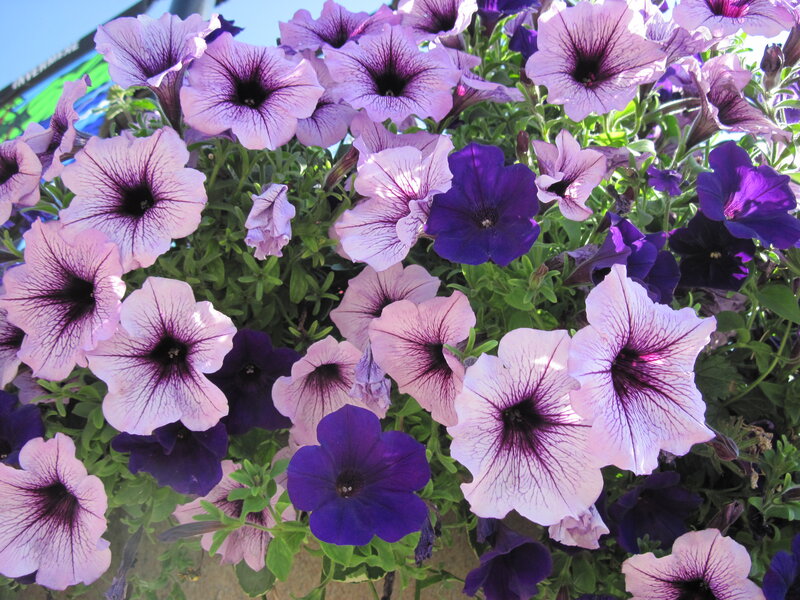 Purple and Pink Petunias — Bright
