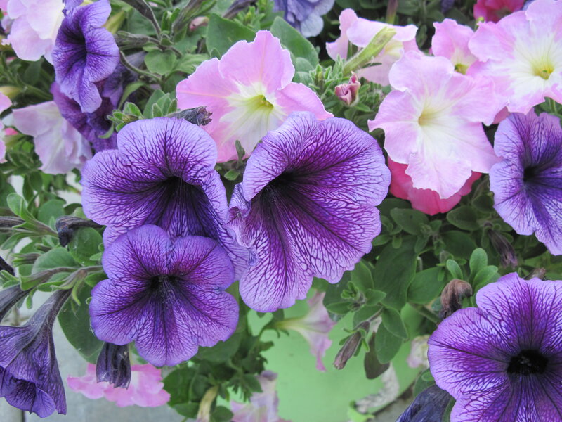 Purple and Pink Petunias — Calm, Afternoon, Photograph