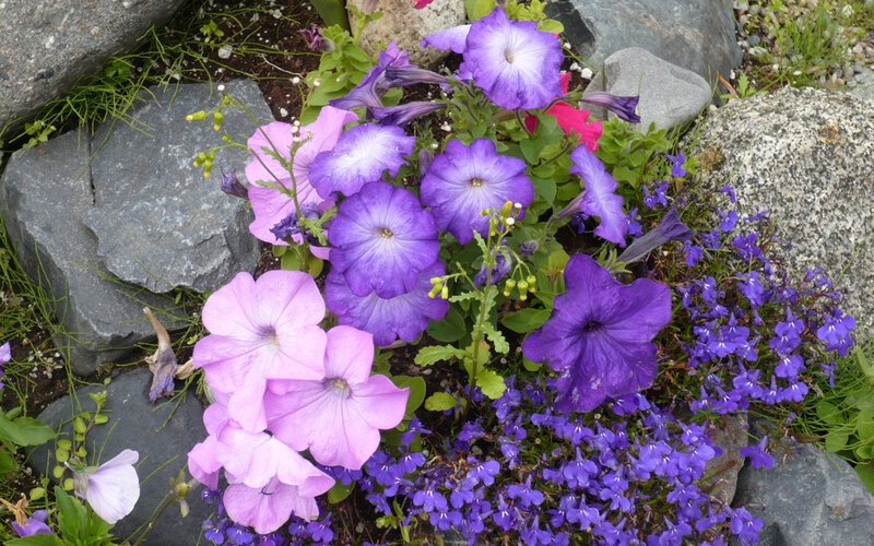 Purple and Pink Petunias — Calm, Spring
