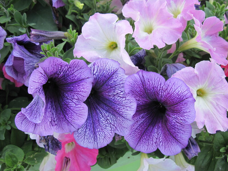 Purple and Pink Petunias — Calm, Summer