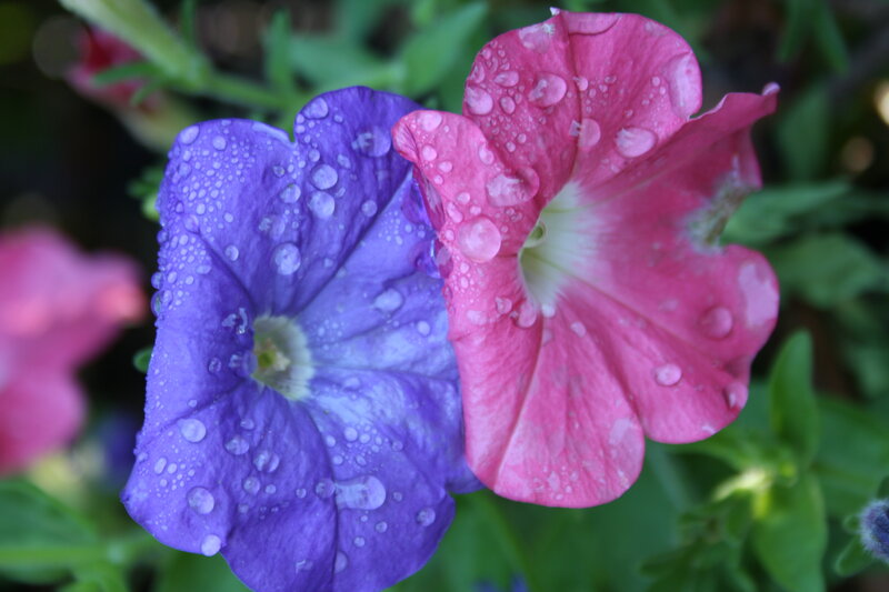 Purple and Pink Petunias — Calm