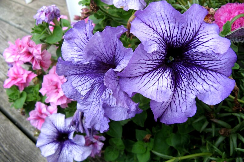 Purple and pink petunias in bloom