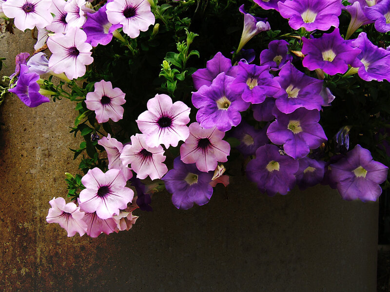 purple and pink petunias in planter