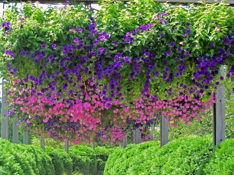 Purple and Pink Petunias — Serene