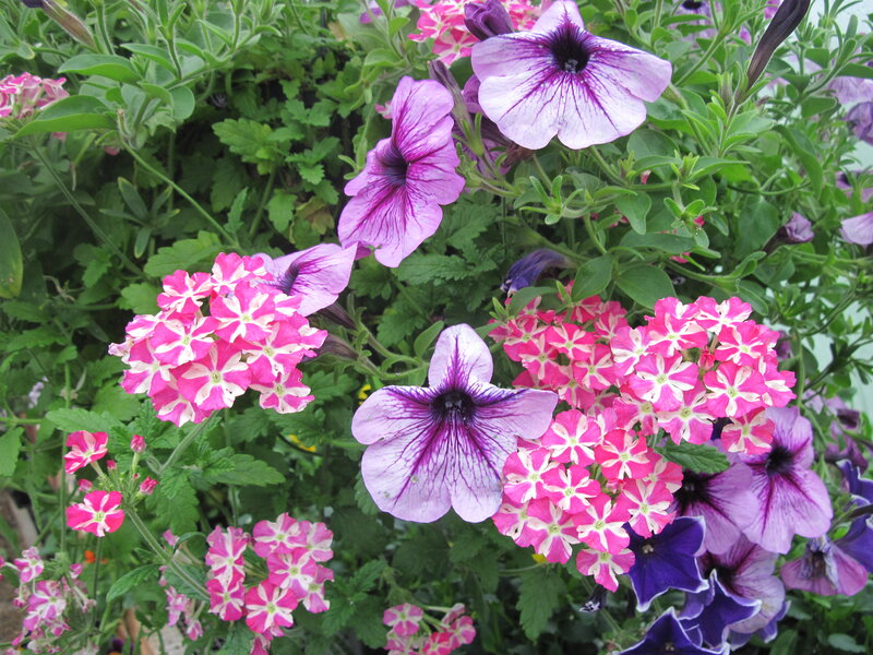 Purple and Pink Petunias — Vibrant, Summer