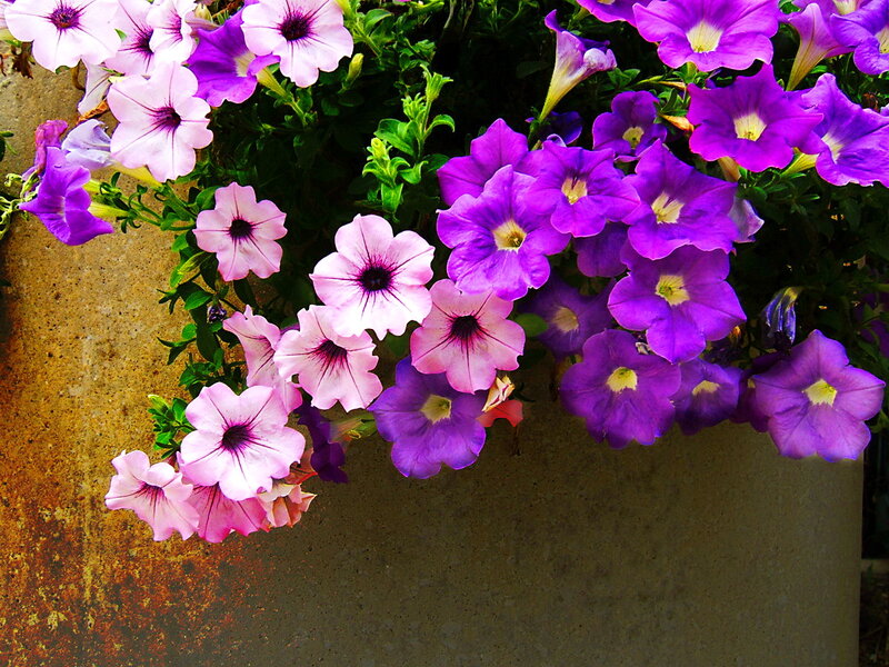 Purple and Pink Petunias — Vibrant