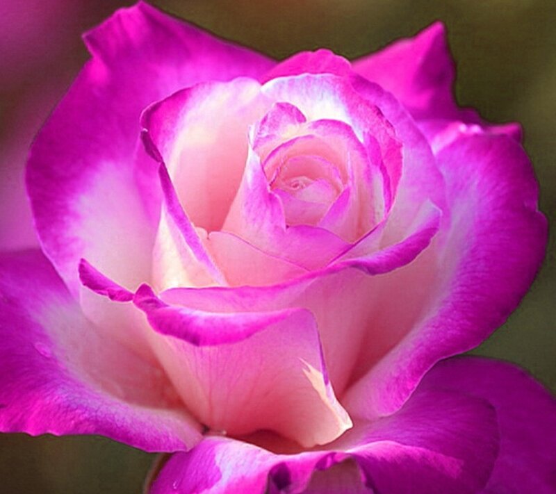 Purple and Pink Rose — Serene