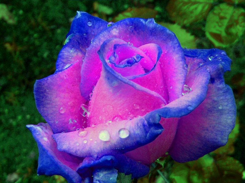 Purple and Pink Rose