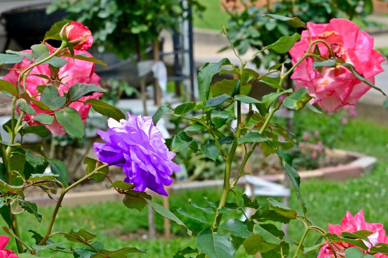Purple and Pink Roses — Calm, Afternoon