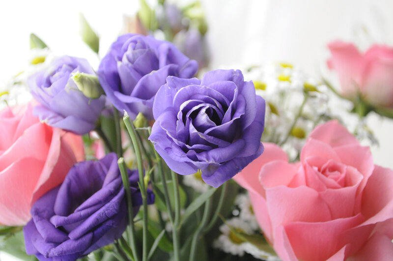 Purple and Pink Roses — Calm, Photograph