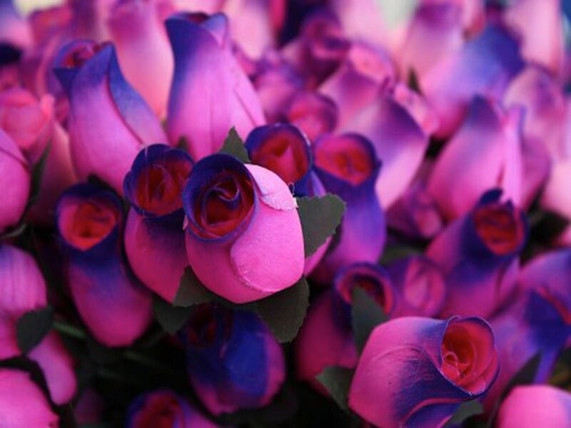 Purple and Pink Roses — Calm