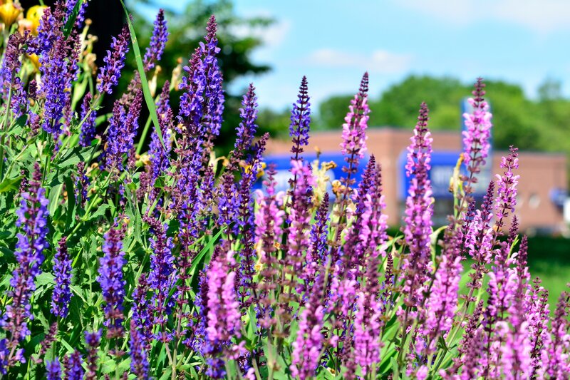 Purple and Pink Salvia Flowers