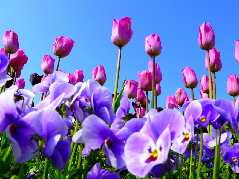 Purple and Pink Tulips — Blue