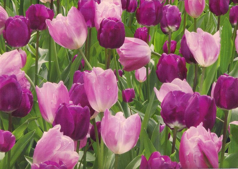 Purple and Pink Tulips — Calm