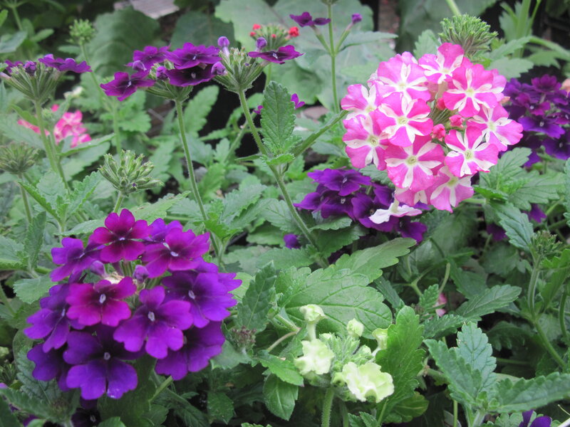 Purple and Pink Verbena Flowers — Calm