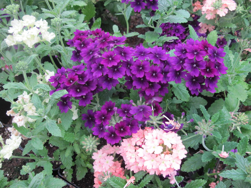 Purple and Pink Verbena Flowers