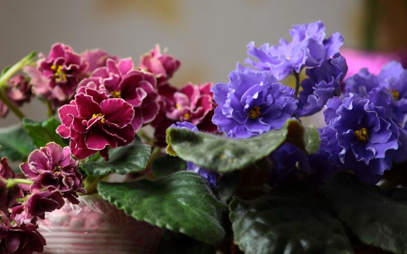 Purple and Pink Violets — Calm