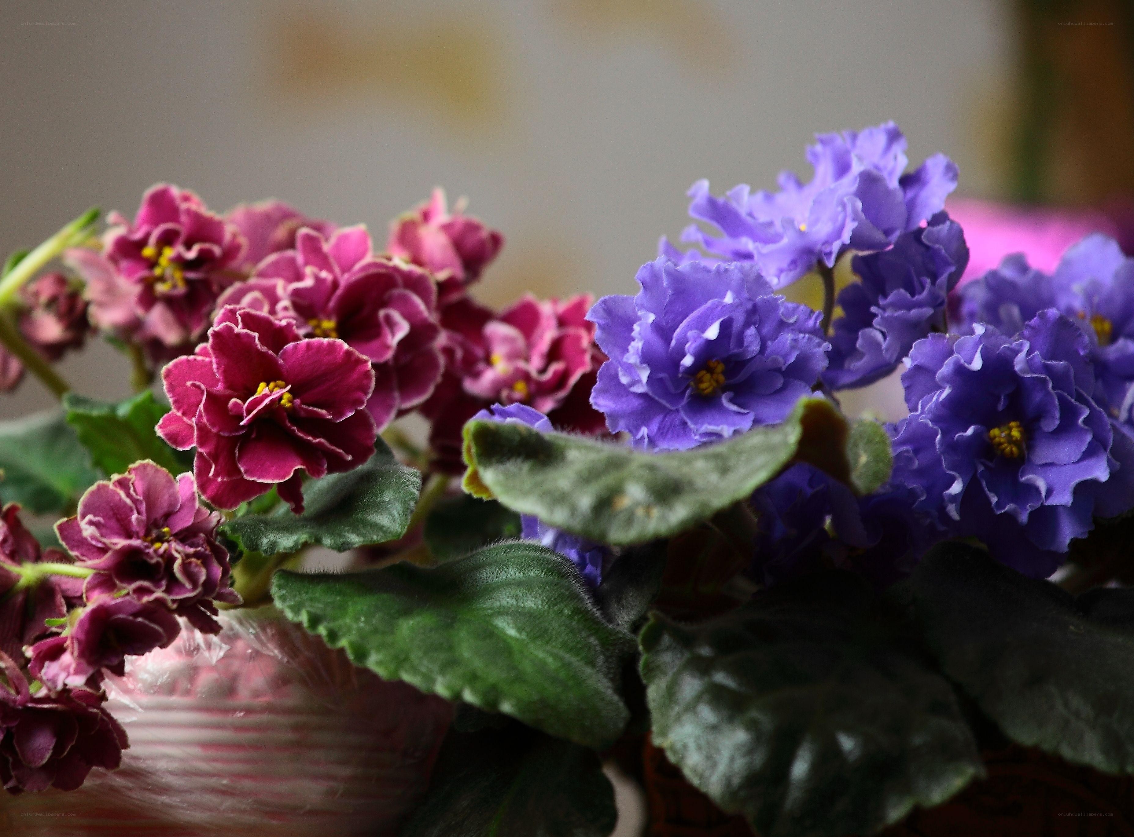 purple and pink violets