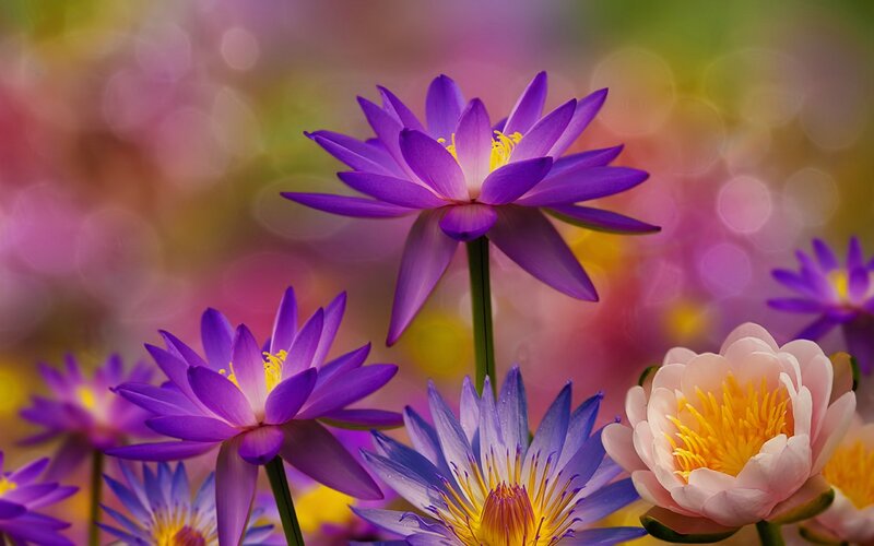 Purple and Pink Water Lilies — Serene