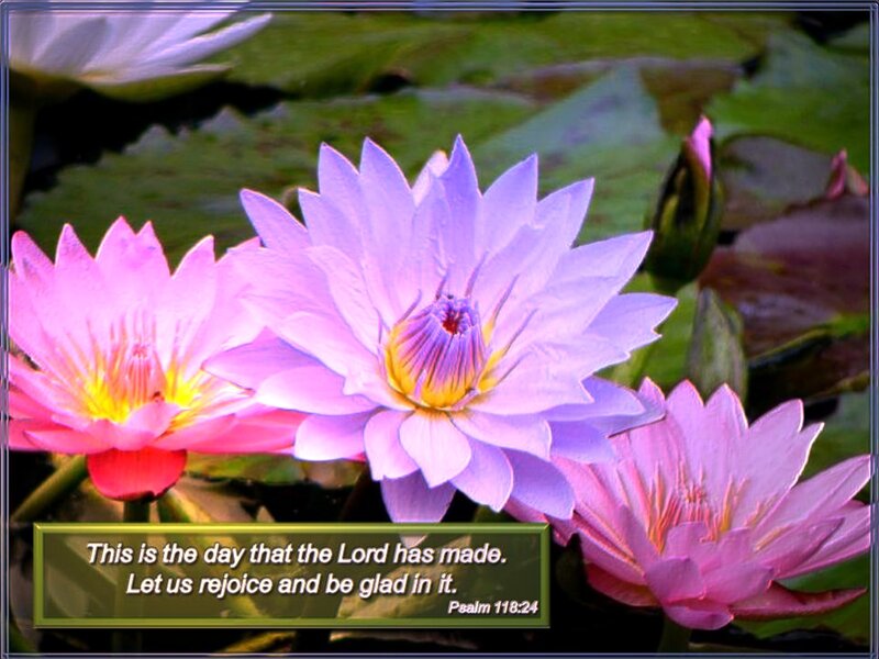 Purple and Pink Water Lilies