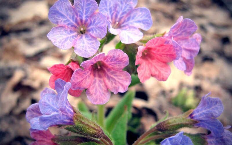 purple and pink wildflowers