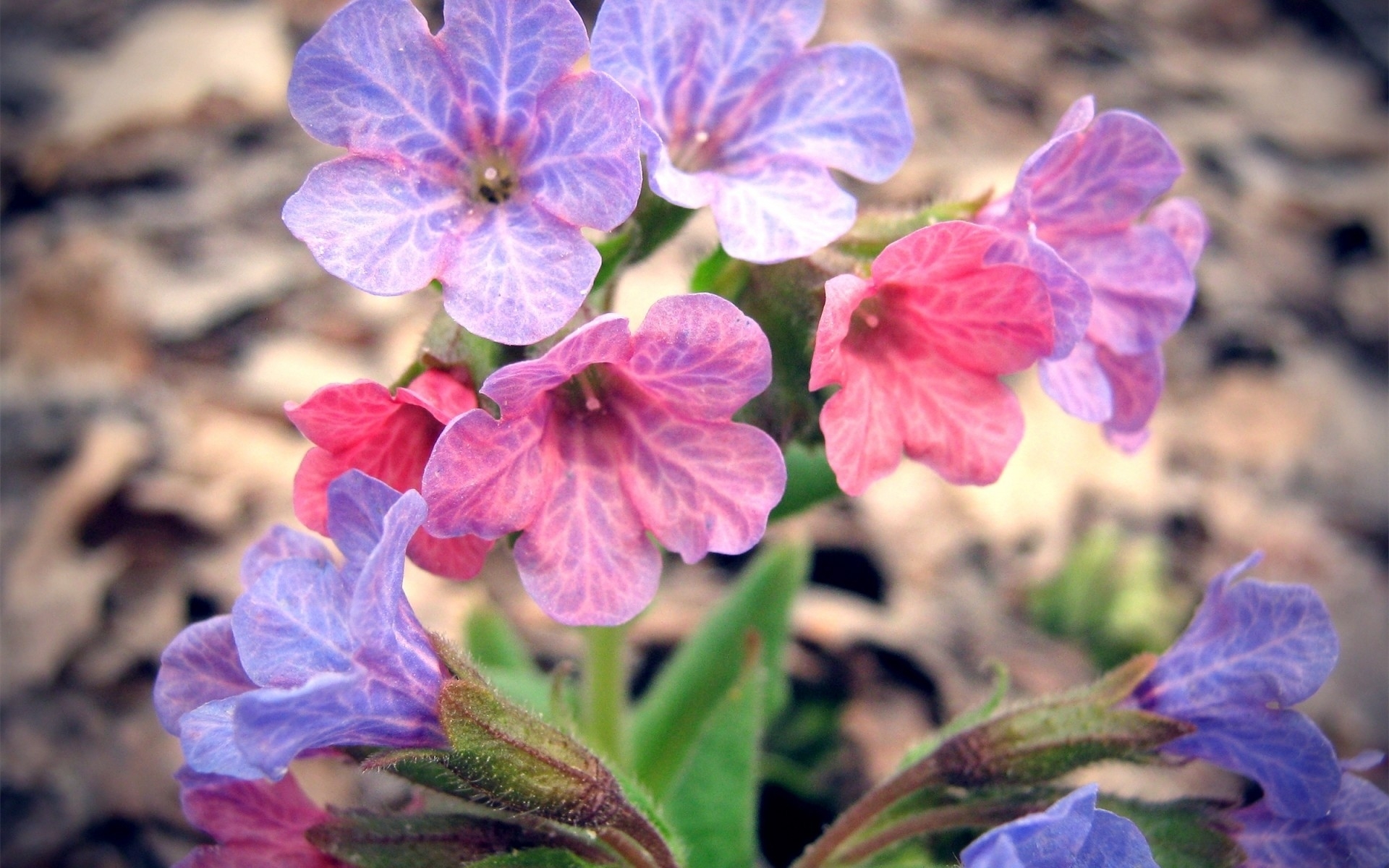 Purple and pink wildflowers