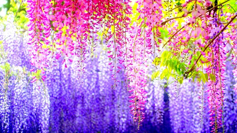 Purple and pink wisteria flowers