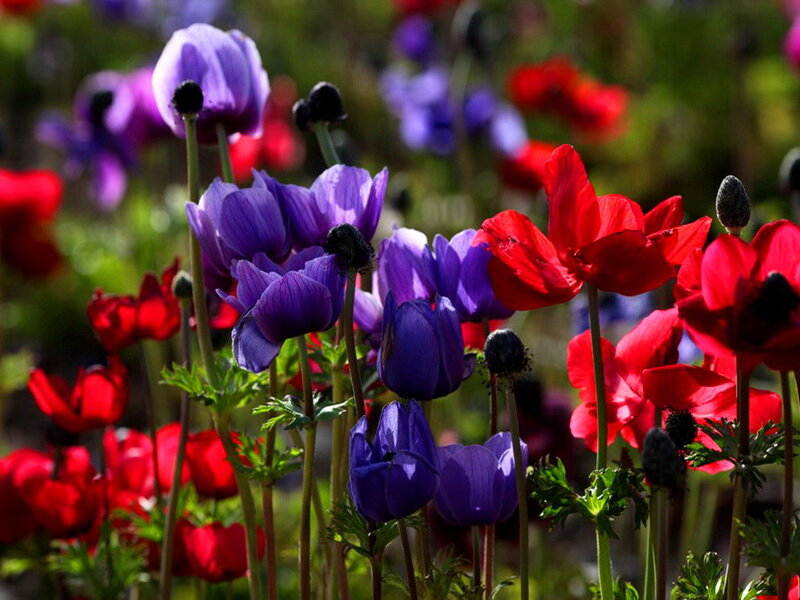Purple and Red Anemones