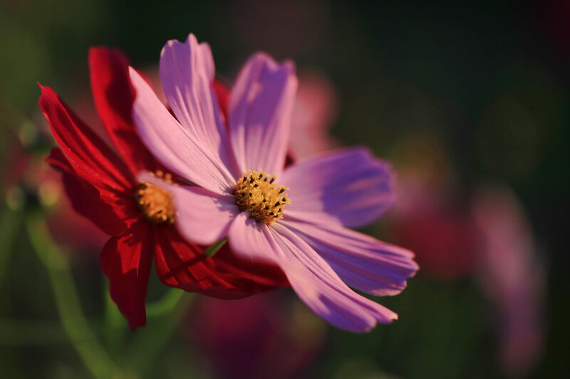 Purple and Red Cosmos Flowers