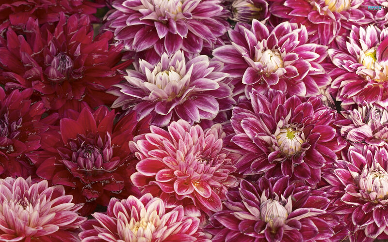 Purple and Red Dahlias