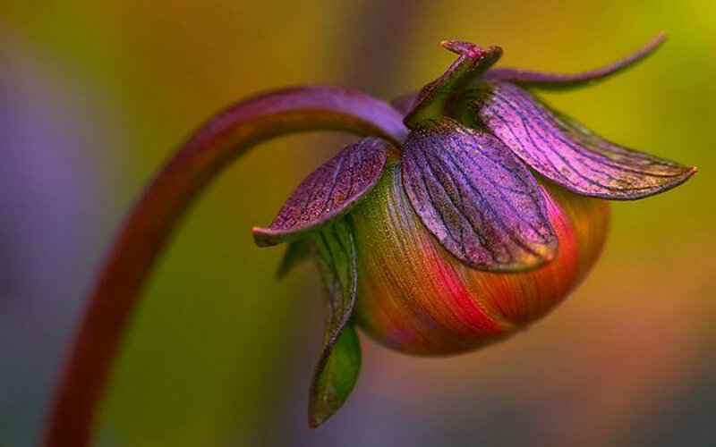 Purple and Red Flower Bud