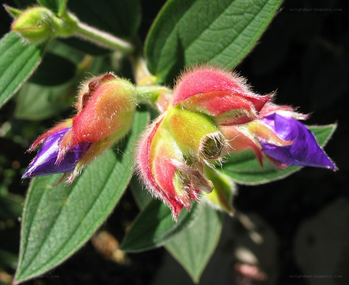 purple and red flower buds