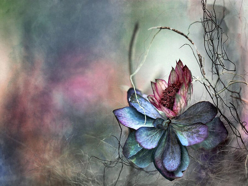 Purple and Red Flower — Dreamy