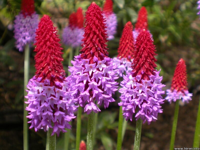 purple and red flower spikes