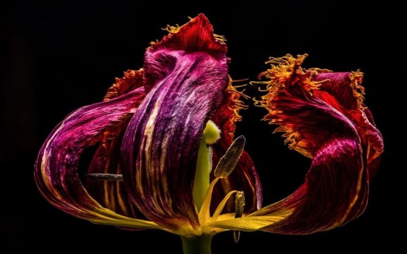 Purple and Red Flower