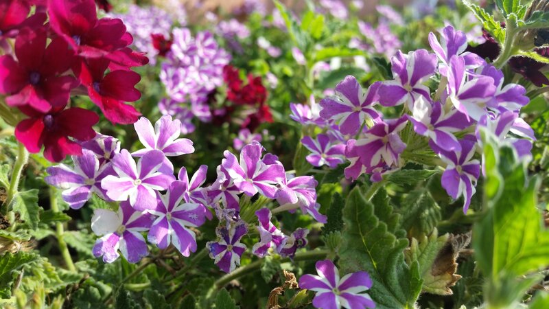 Purple and Red Flowers — Bright, Afternoon